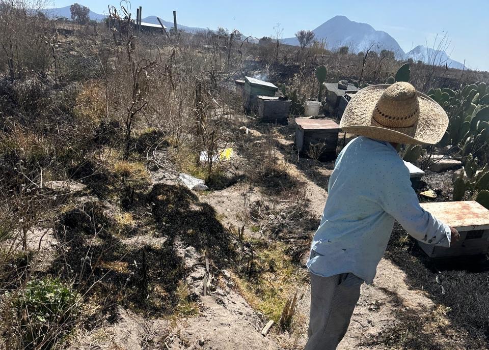 Incendio en parcela afecta apiario; Protección Civil de Ixtenco logra controlarlo