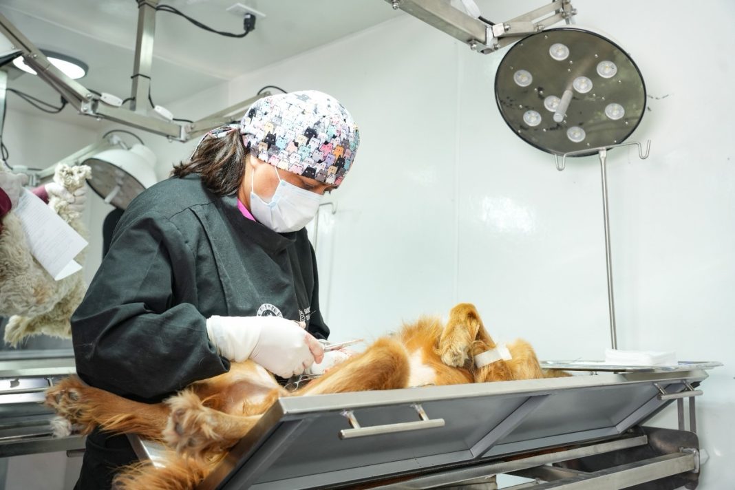 AYUNTAMIENTO DE TLAXCALA Y SESA ACERCARÁN EN JULIO NUEVA CAMPAÑA GRATUITA DE ESTERILIZACIÓN Y VACUNACIÓN CANINA Y FELINA